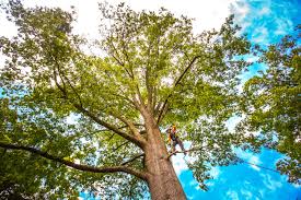 Organic Lawn Care Solutions in Mckenzie, TN