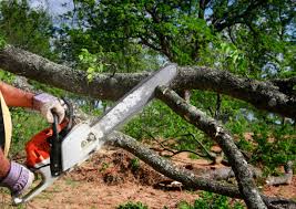 Best Lawn Pest Prevention  in Mckenzie, TN