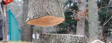 Best Stump Grinding and Removal  in Mckenzie, TN