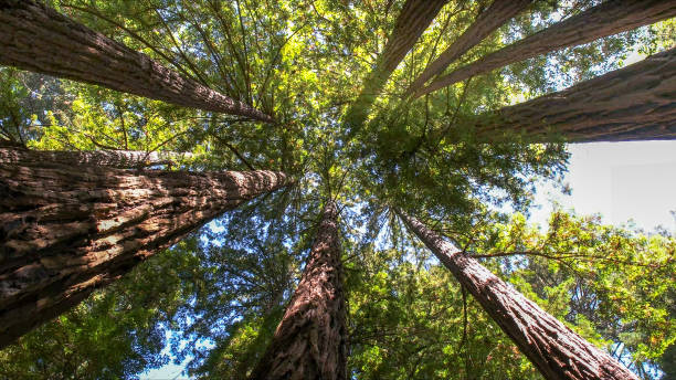 How Our Tree Care Process Works  in  Mckenzie, TN