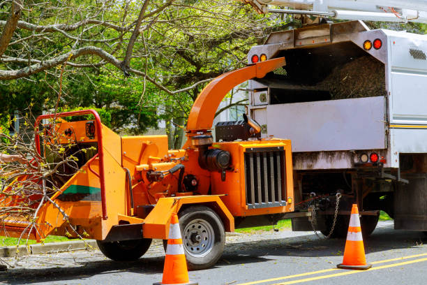 Best Tree Cabling and Bracing  in Mckenzie, TN