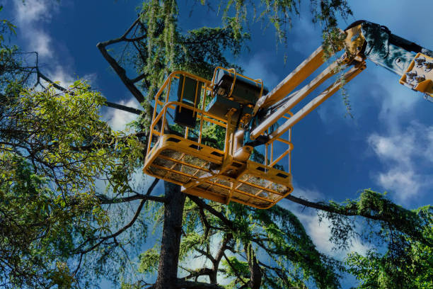  Mckenzie, TN Tree Removal Pros