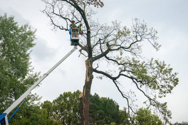 Best Arborist Consultation Services  in Mckenzie, TN