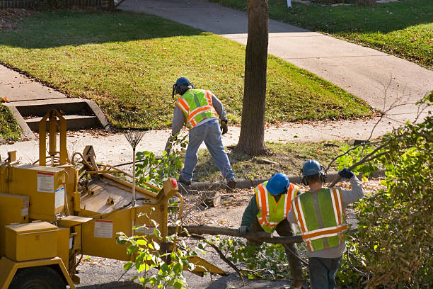Best Pest Control for Lawns  in Mckenzie, TN