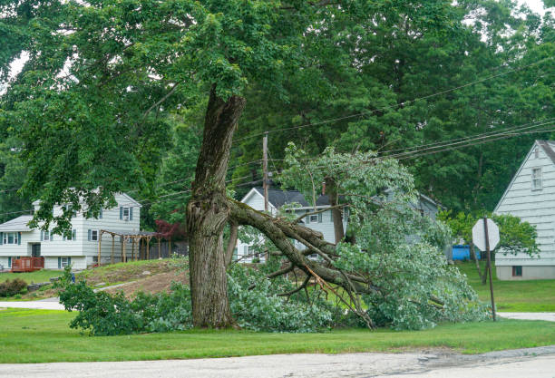 Best Commercial Tree Services  in Mckenzie, TN