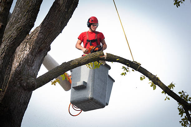 Best Fruit Tree Pruning  in Mckenzie, TN