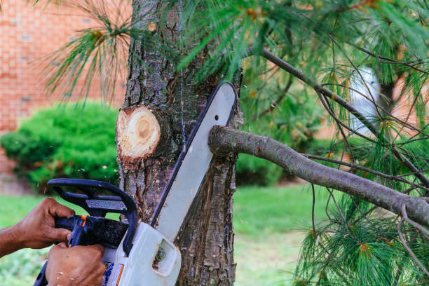 Best Leaf Removal  in Mckenzie, TN